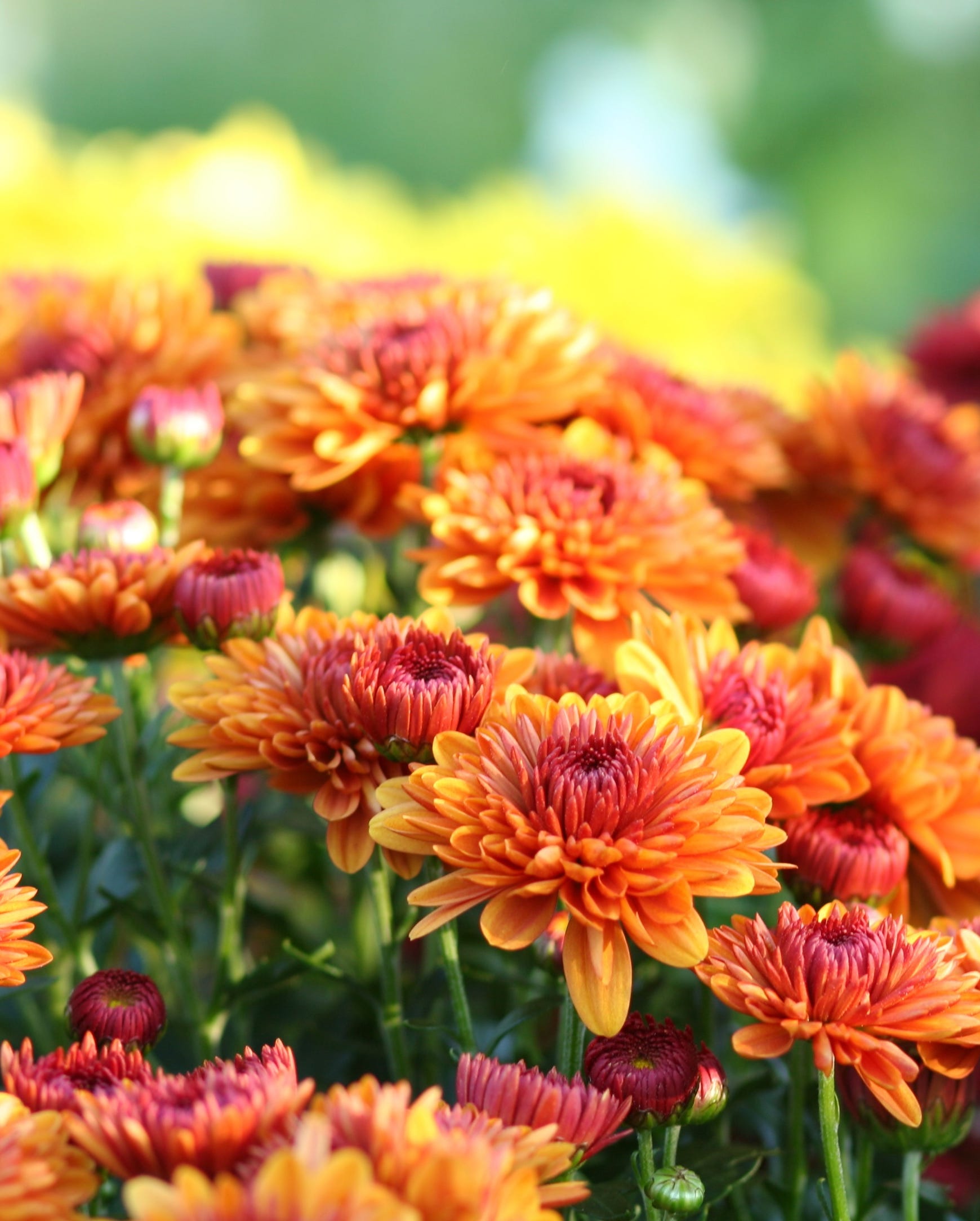 Chrysanthemum flowers