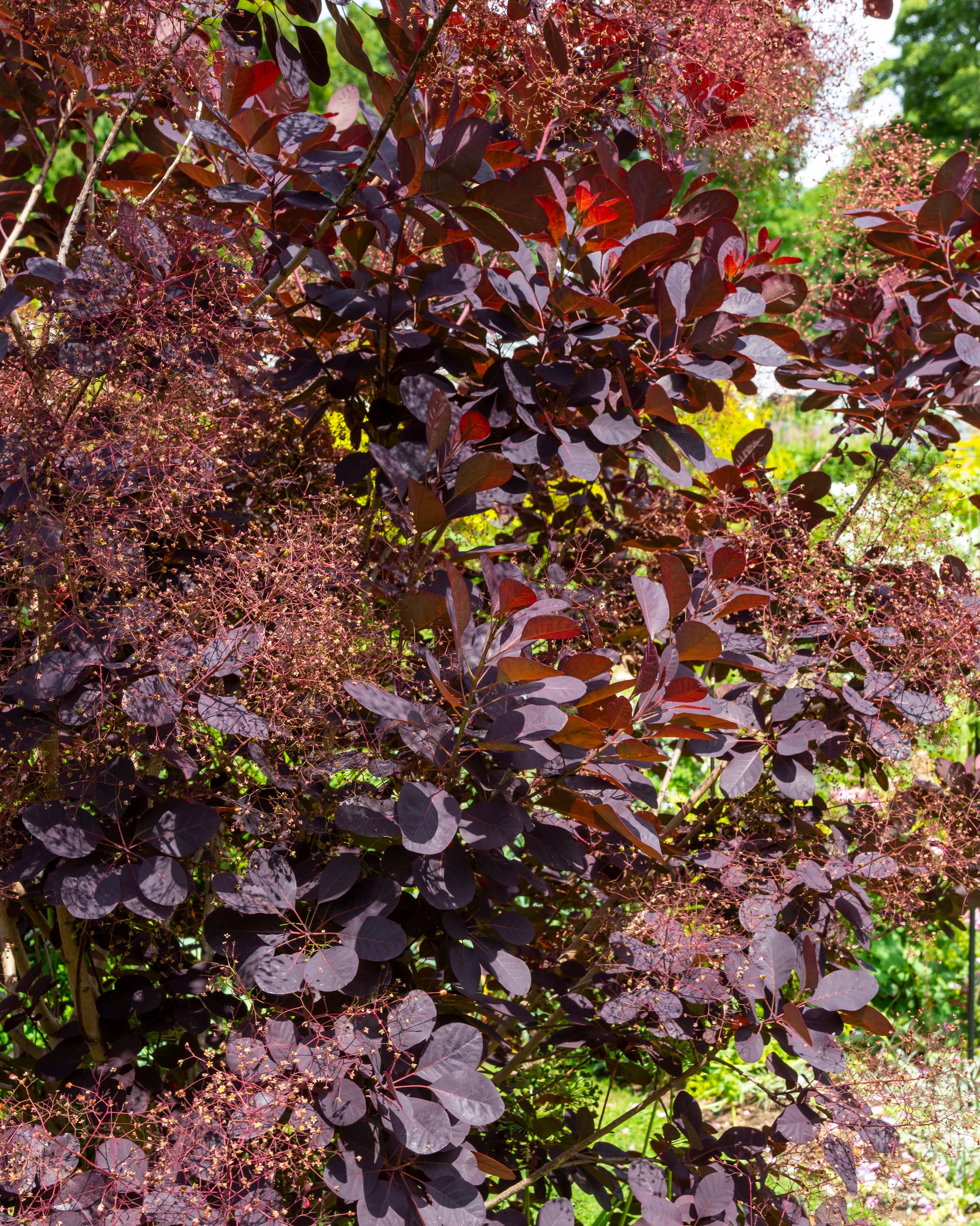 Smoke bush (Cotinus coggygria)