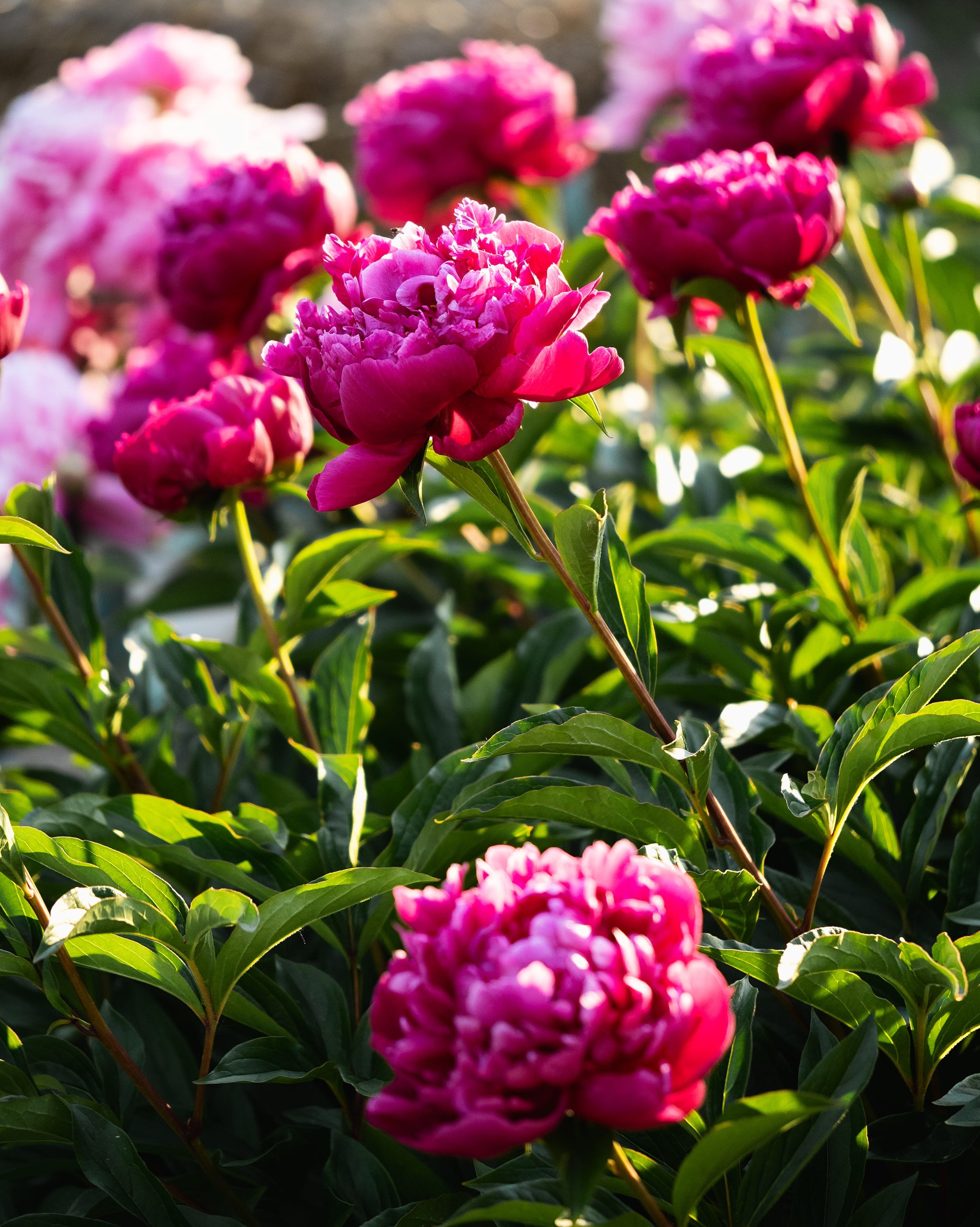 pink peony flower