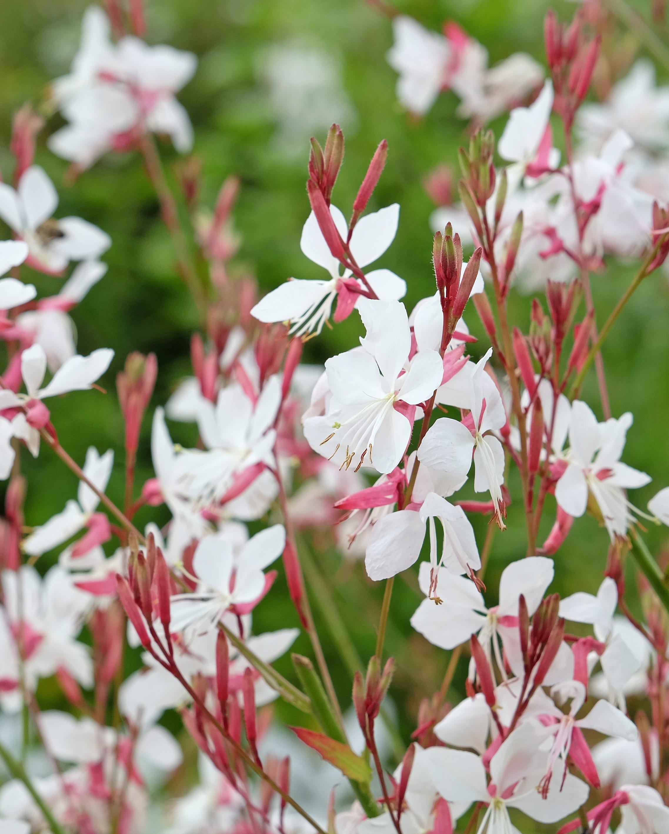 Gaura flower