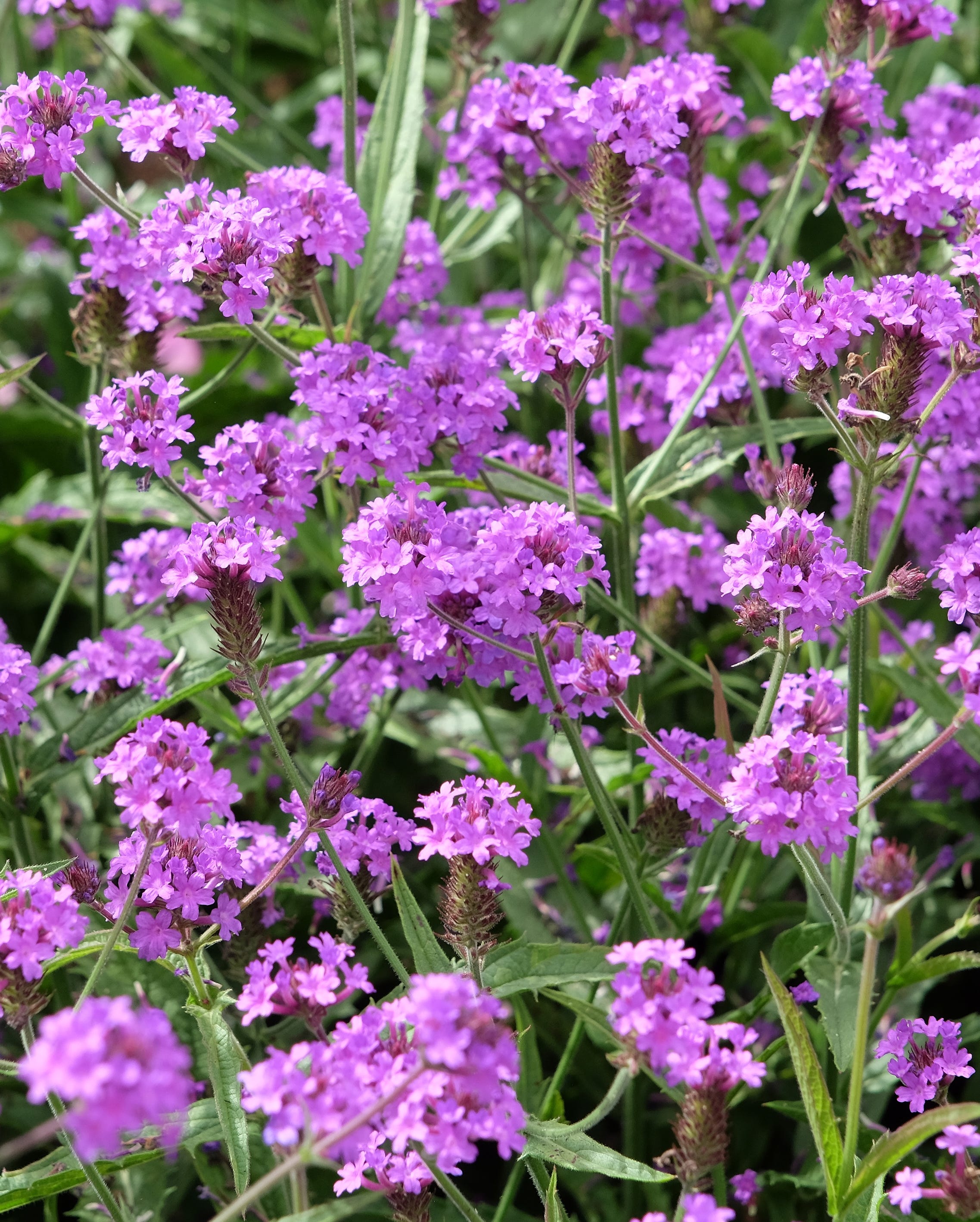 Purple verbena flowers