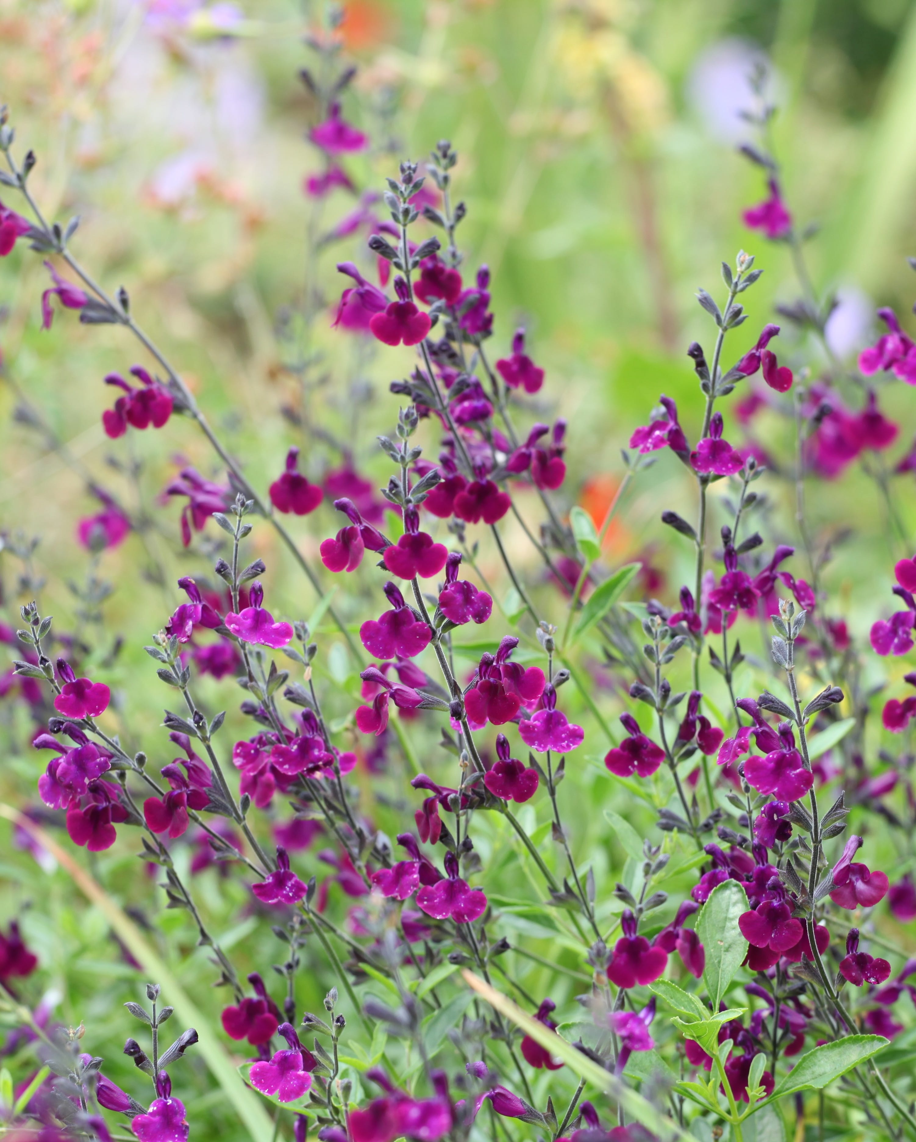 Purple salvia plants