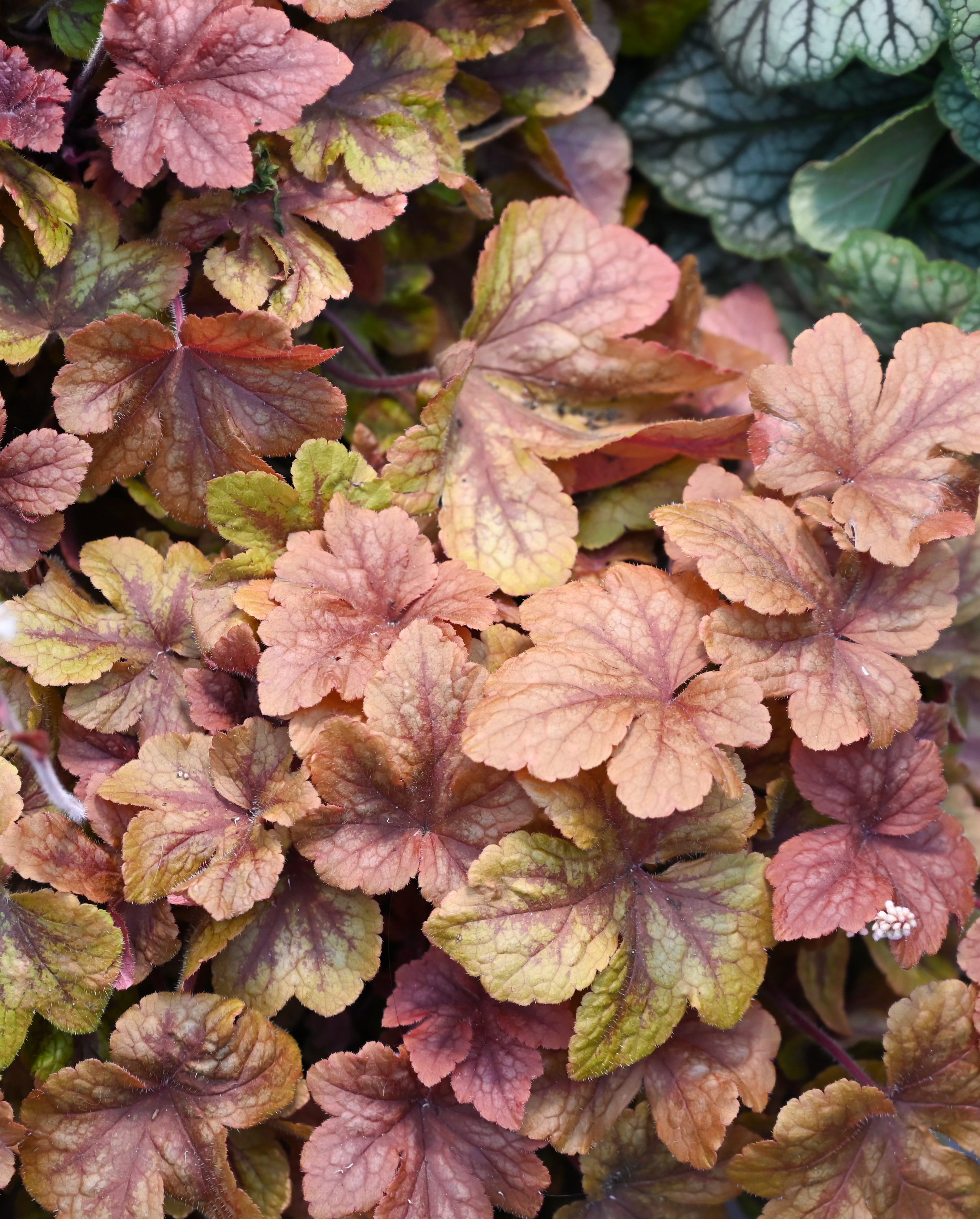 Heuchera plant grows outside