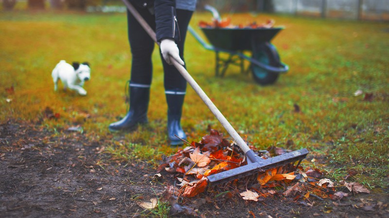 Ask an Expert – Gardening and Gardening Tips for November