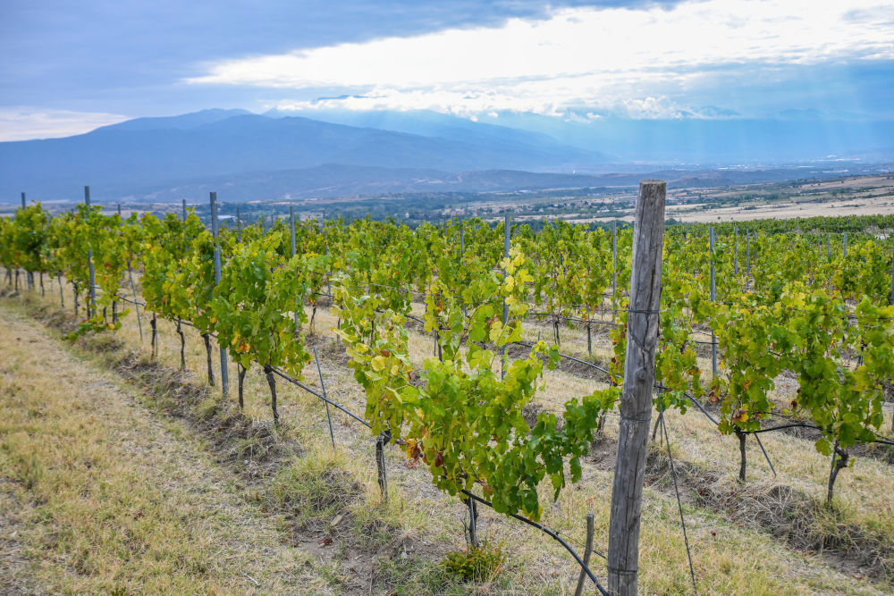 Aya Winery