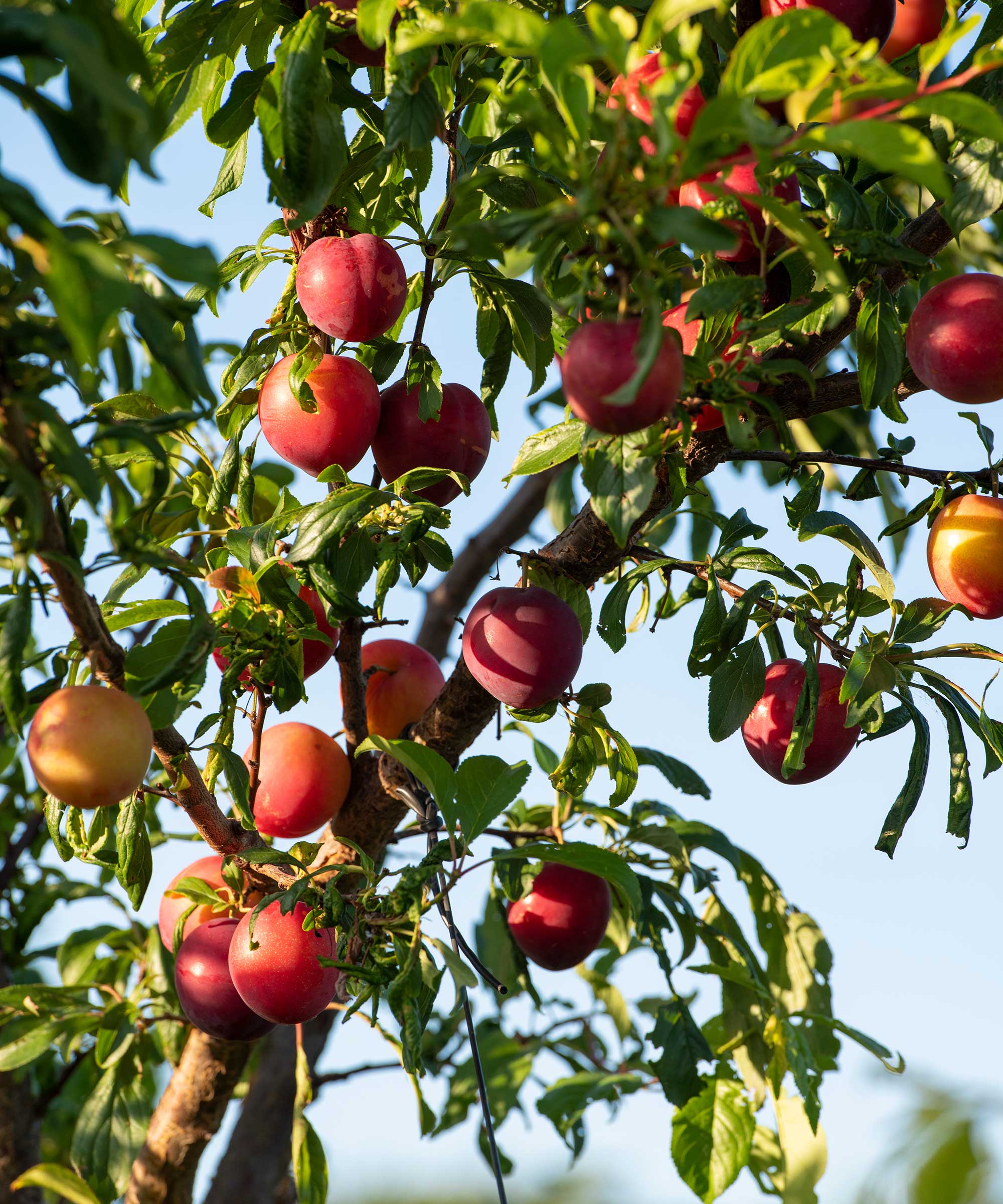 Apples grow on the tree