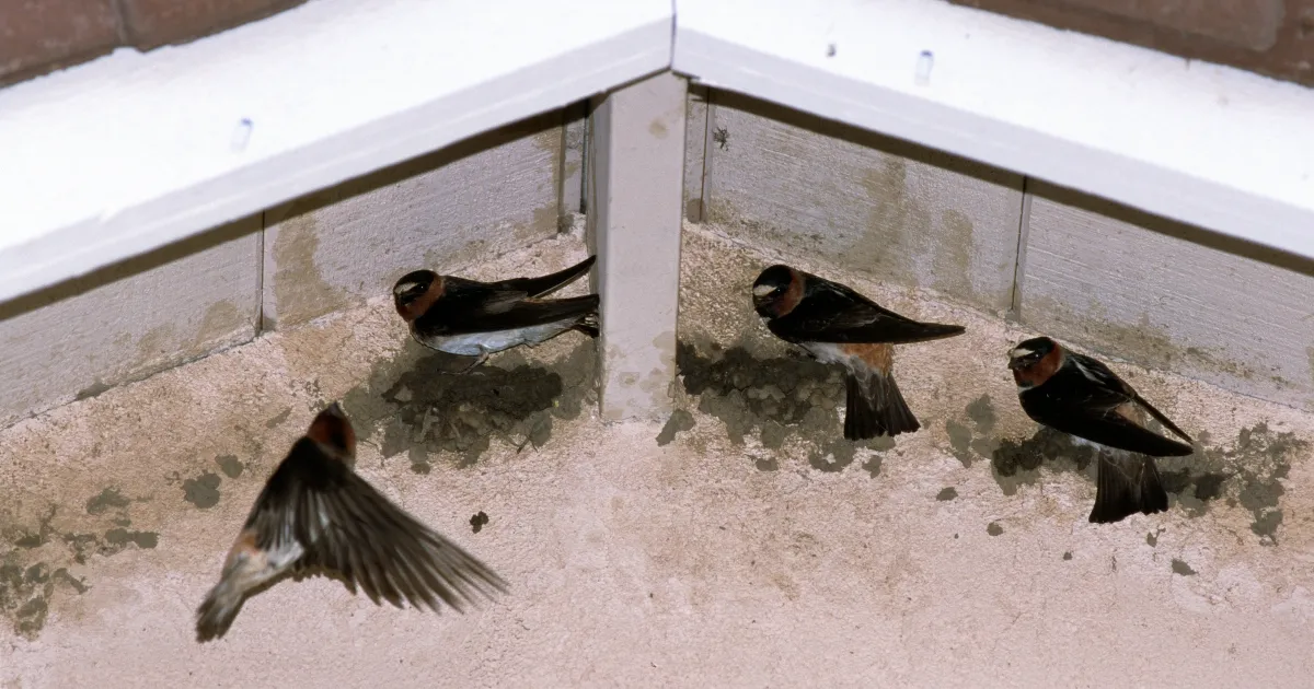 Exclusion of migratory birds from buildings