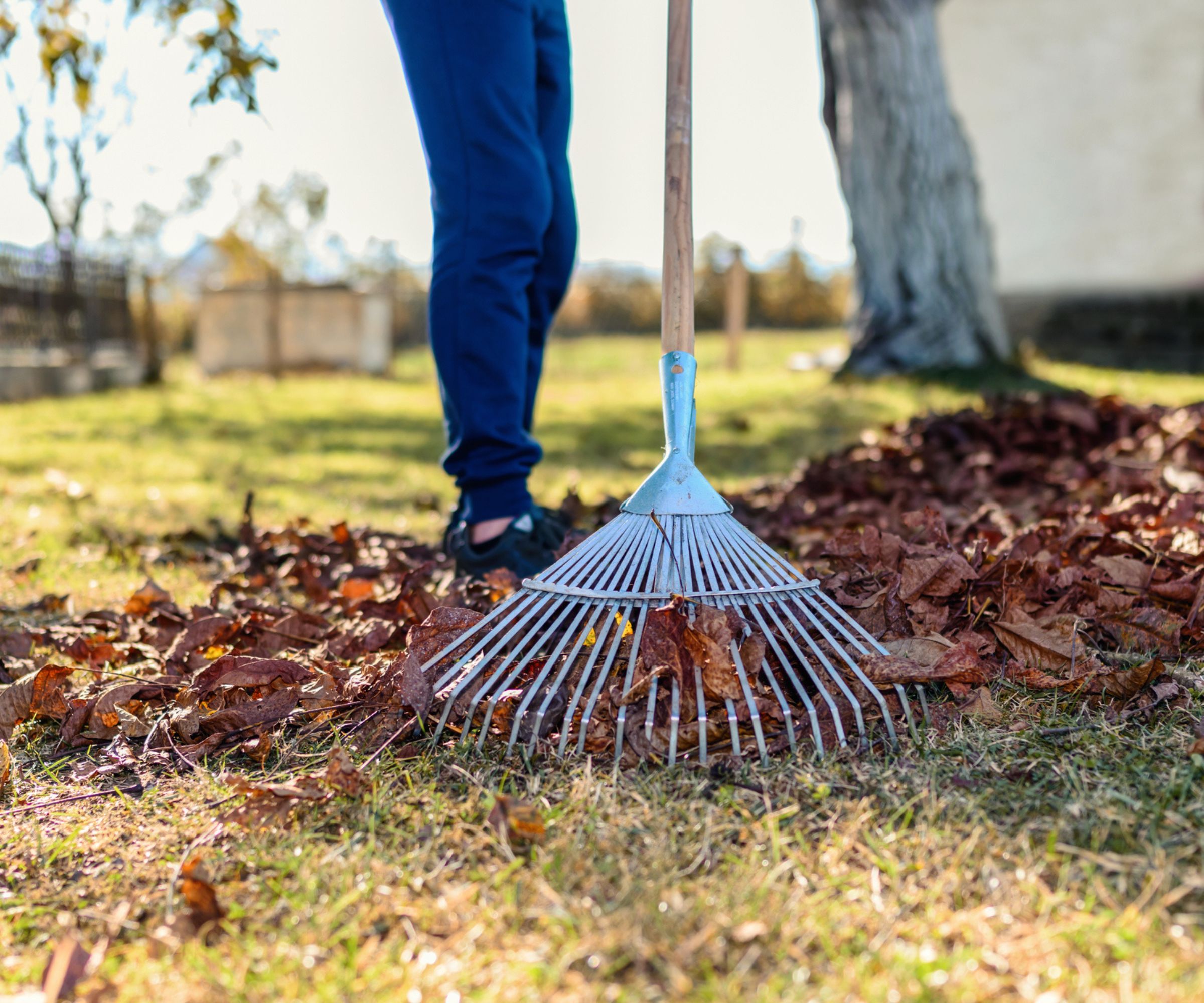 Rake with wooden handle for cleaning up leaves
