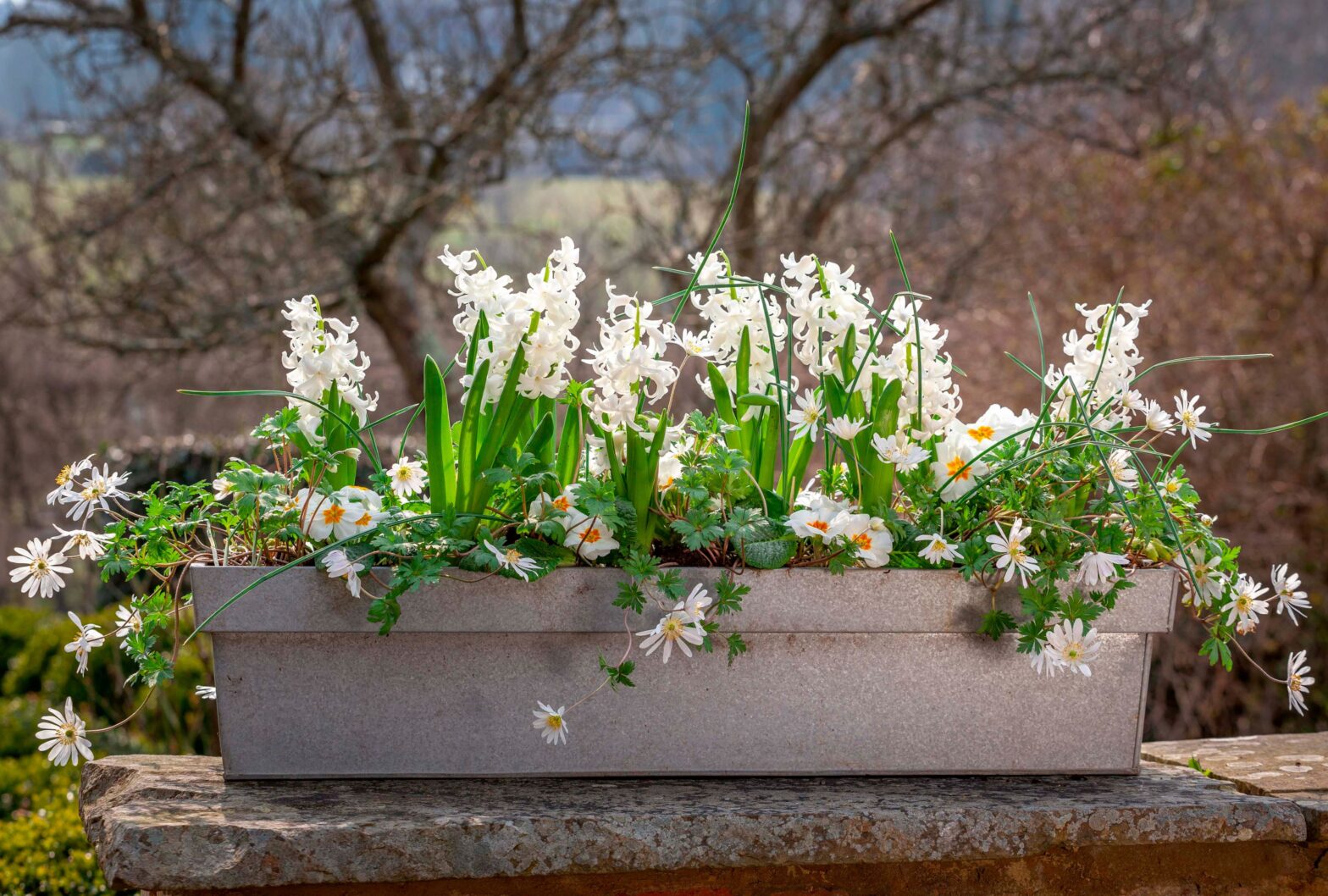 How to Plant Bulbs in Containers for Continuous Blooms in Spring