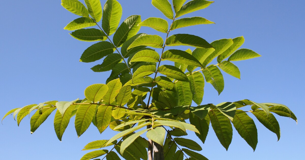 New environmentally friendly herbicide discovered in walnut tree leaves
