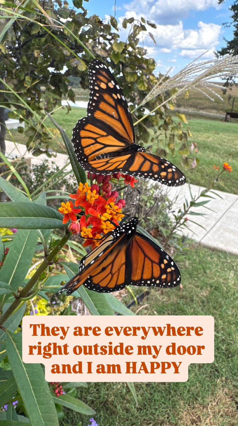 Ree Drummond's monarch butterfly Instagram photo