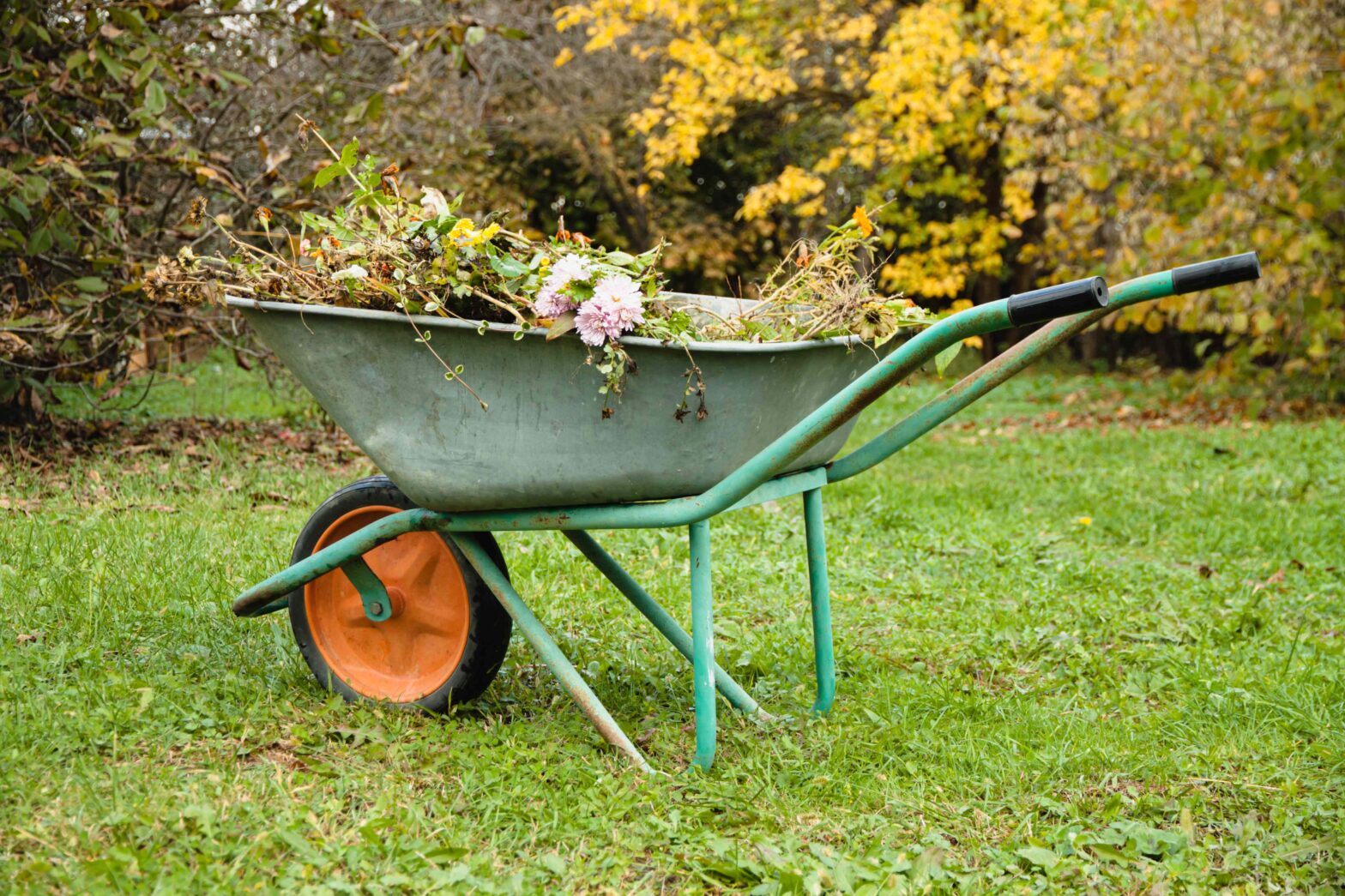 Should you pull dead plants out of your garden? We asked a professional gardener