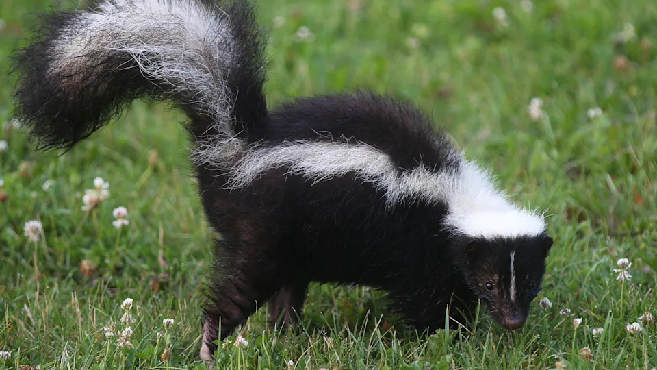 A generic picture of a stinker that shows a black and white animal in the grass with its cock in the air. It has a white strip on the back in the head. 