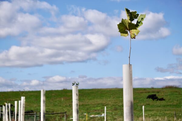 The cows love it and so does the bay: Farmers are spreading awareness about environmentally friendly practices