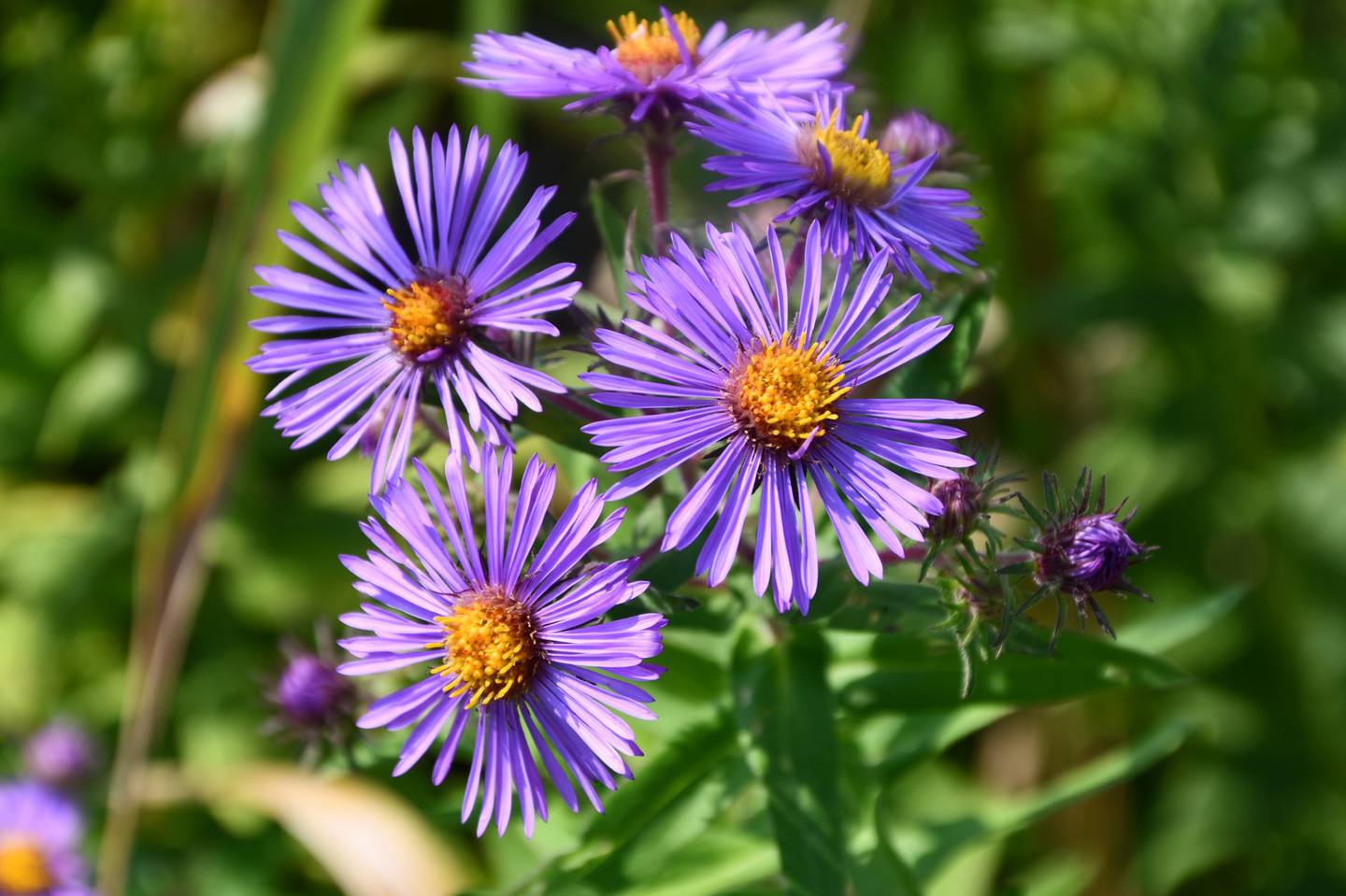 The Nature Foundation of Will County is accepting online plant orders through 12 p.m. Sunday, July 9, at willcountynature.org, which can be picked up the weekend of July 29-30 at the Isle a la Cache Museum in Romeoville.