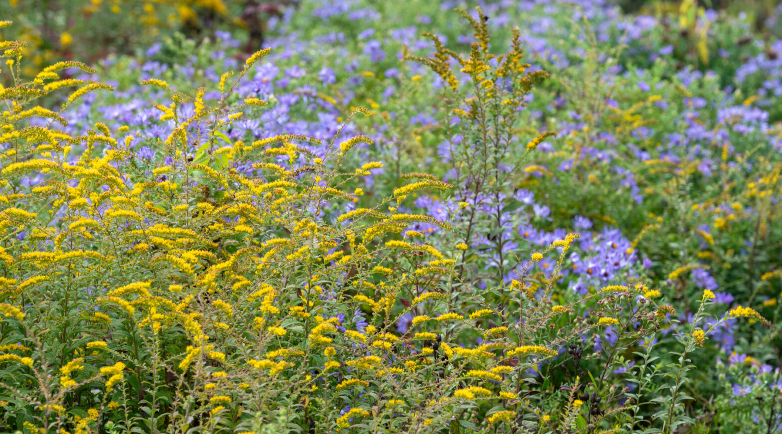 UMaine Extension offers native plant webinar for landscape professionals