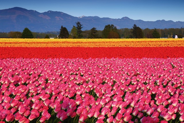 For Gardeners: Gardening for Mental Health