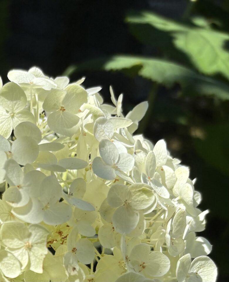 For Gardeners: Gardening for Mental Health