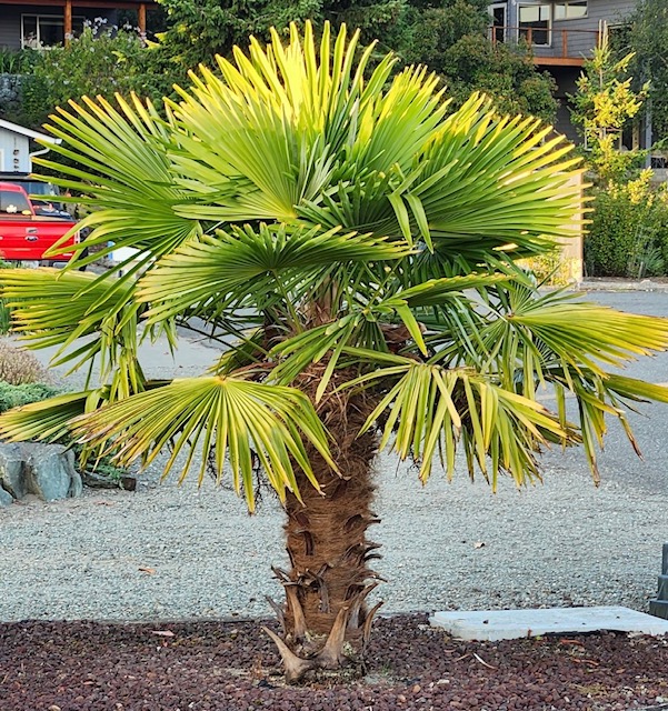 For Gardeners: Gardening for Mental Health