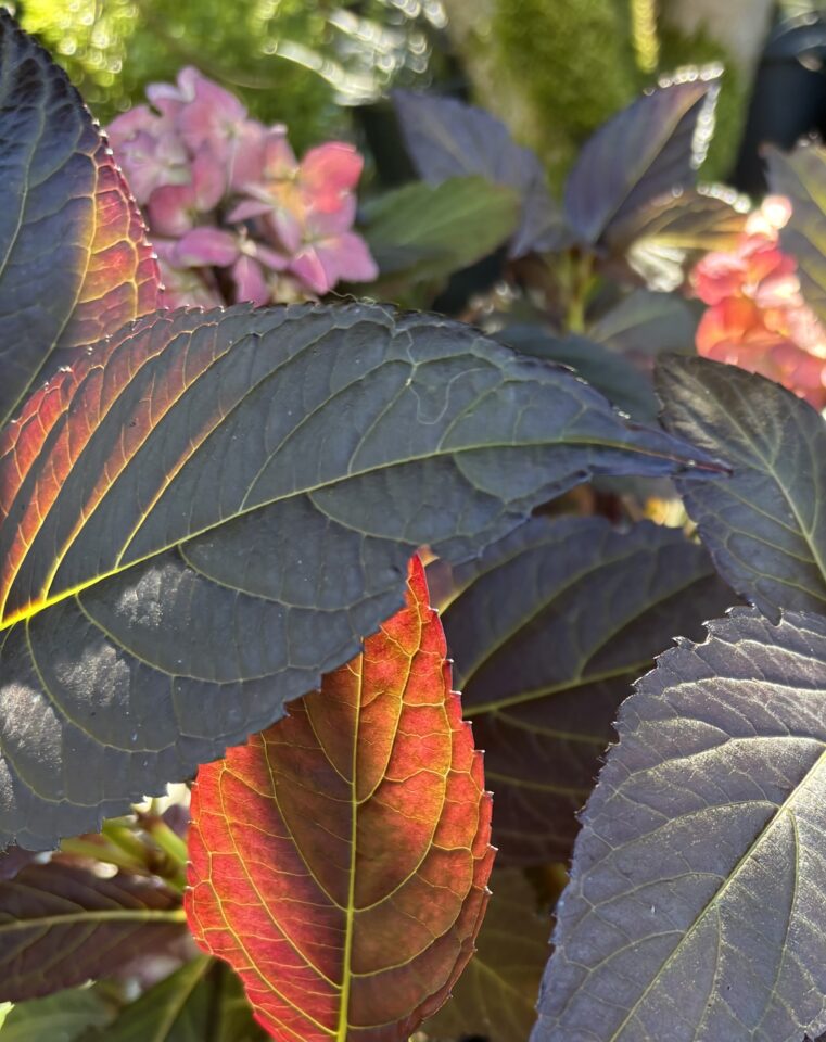 For Gardeners: Gardening for Mental Health