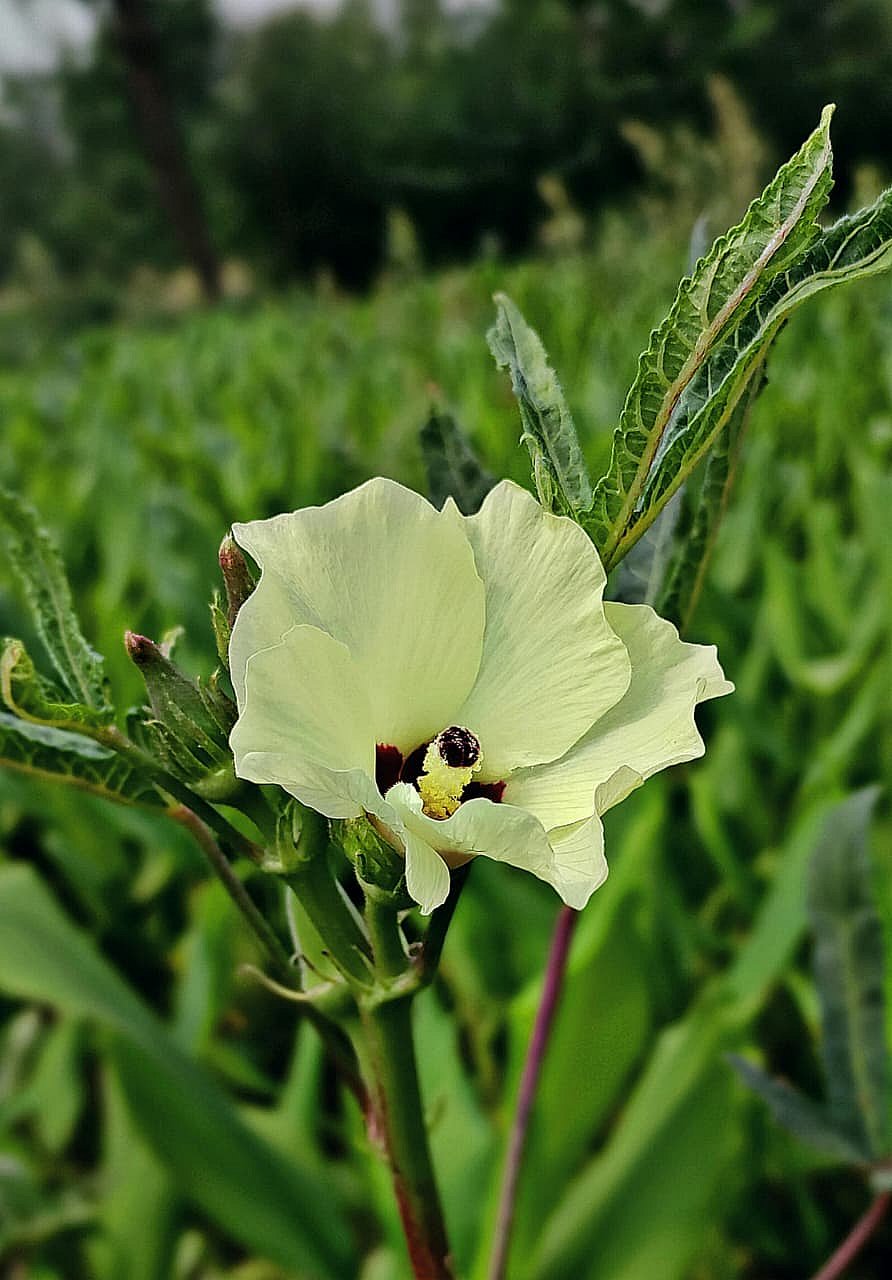 How to Build a Climate Resilient Garden in India