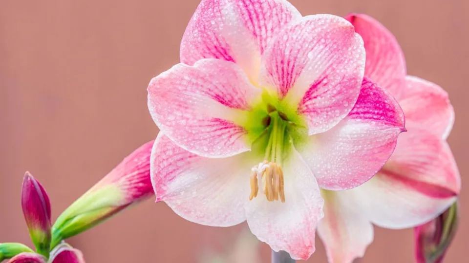 Pretty pink and white plants that belong in every garden