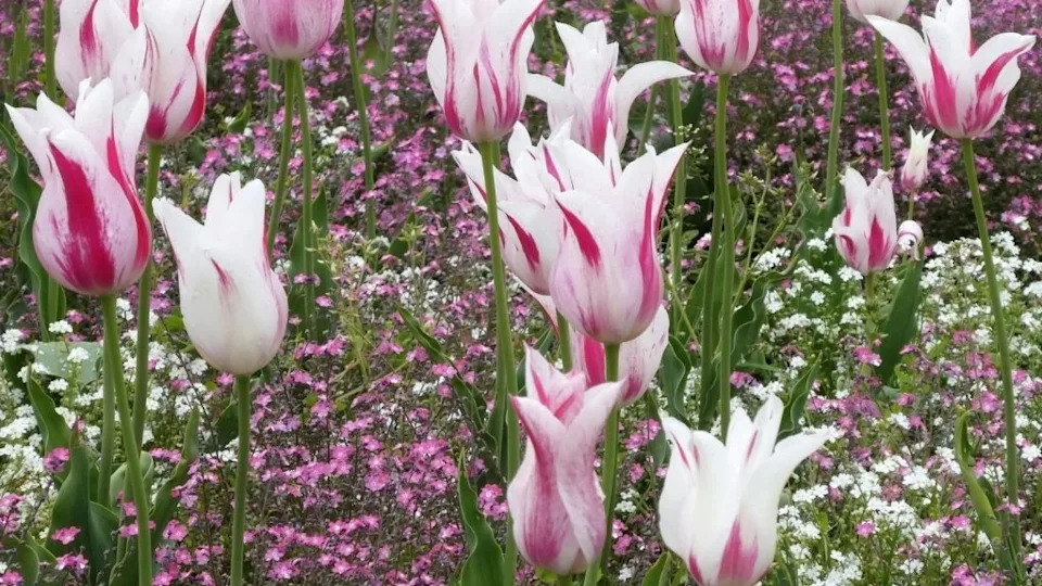 Pretty pink and white plants that belong in every garden