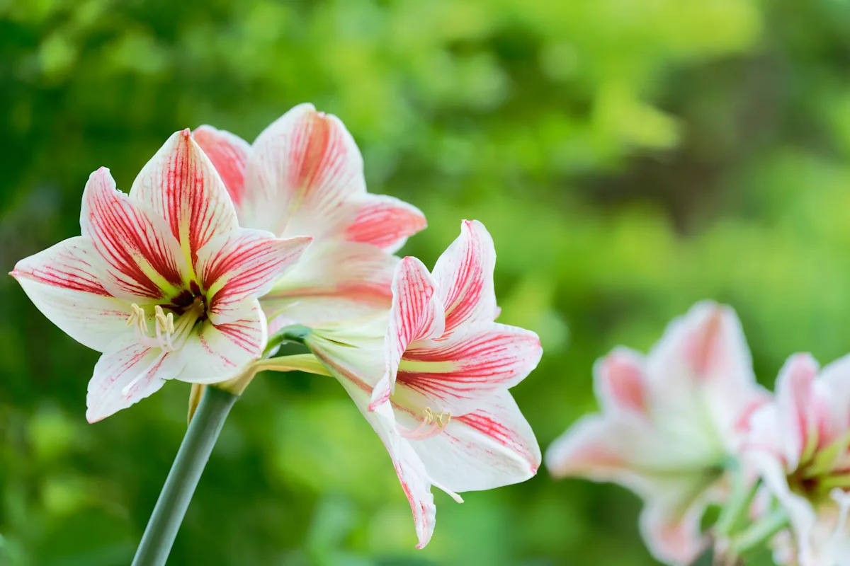 Pretty pink and white plants that belong in every garden