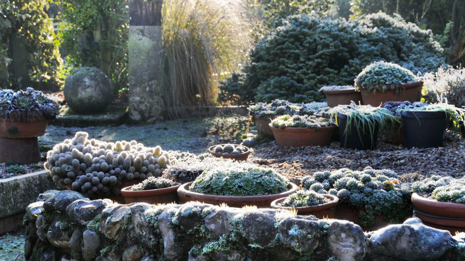 To protect the plants, you should put the pots together for the winter