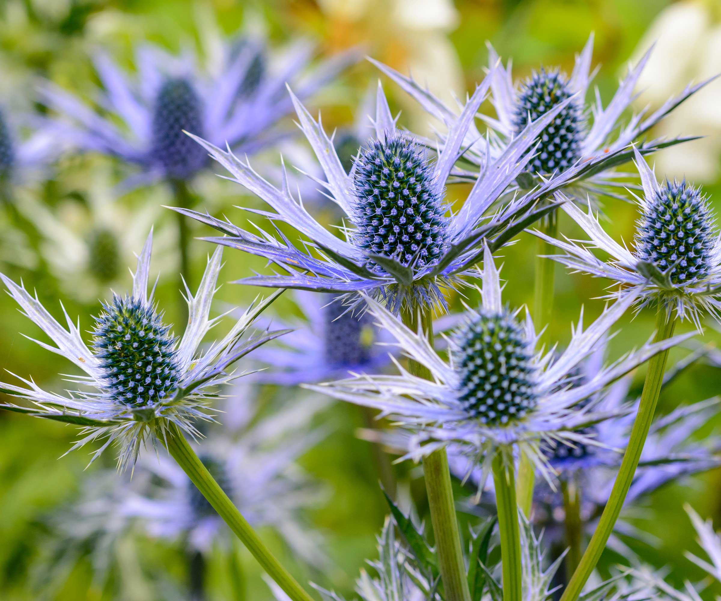 Sea holly
