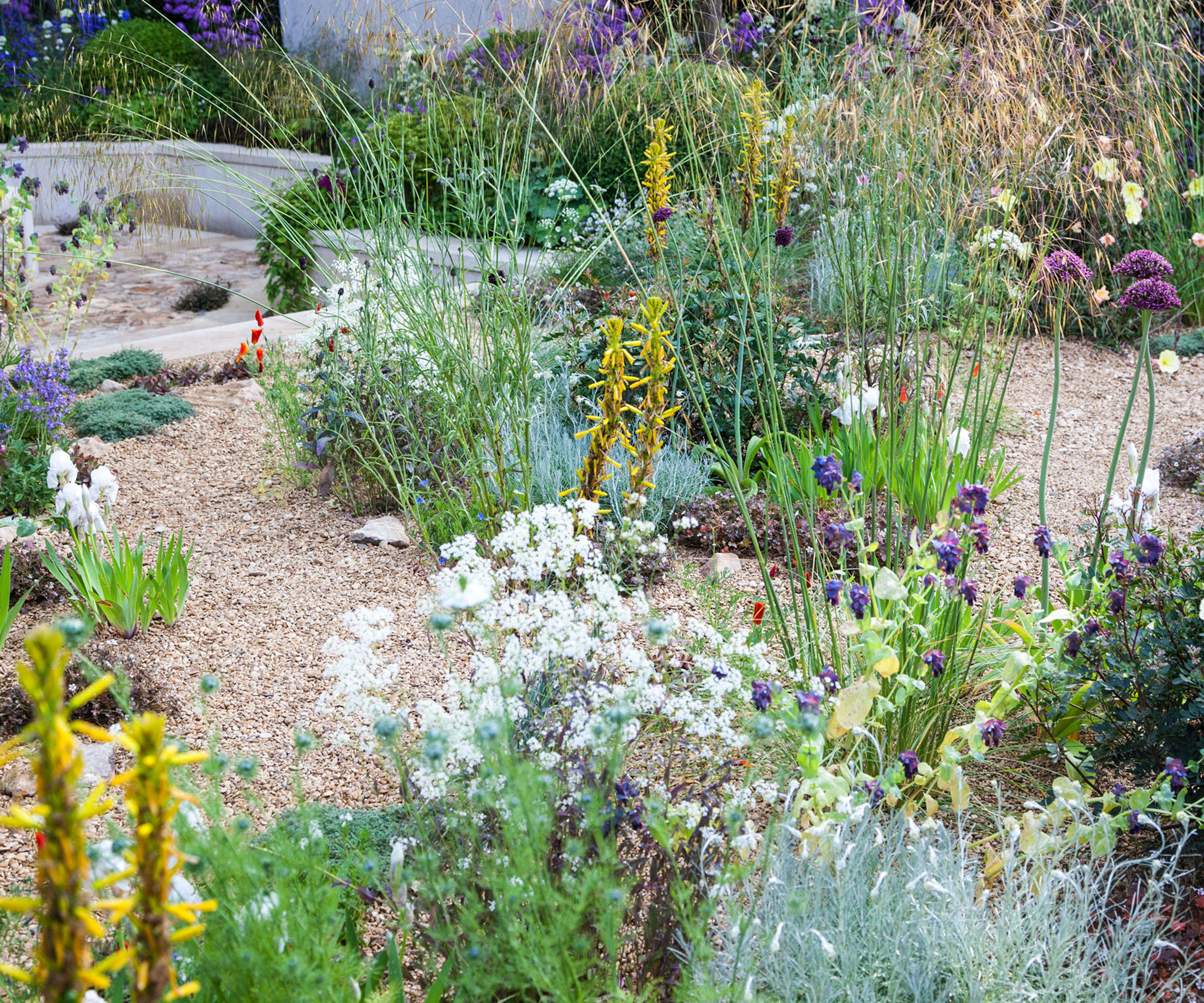 Gravel landscaping with grasses, alliums, asphodelines and other drought-resistant plants