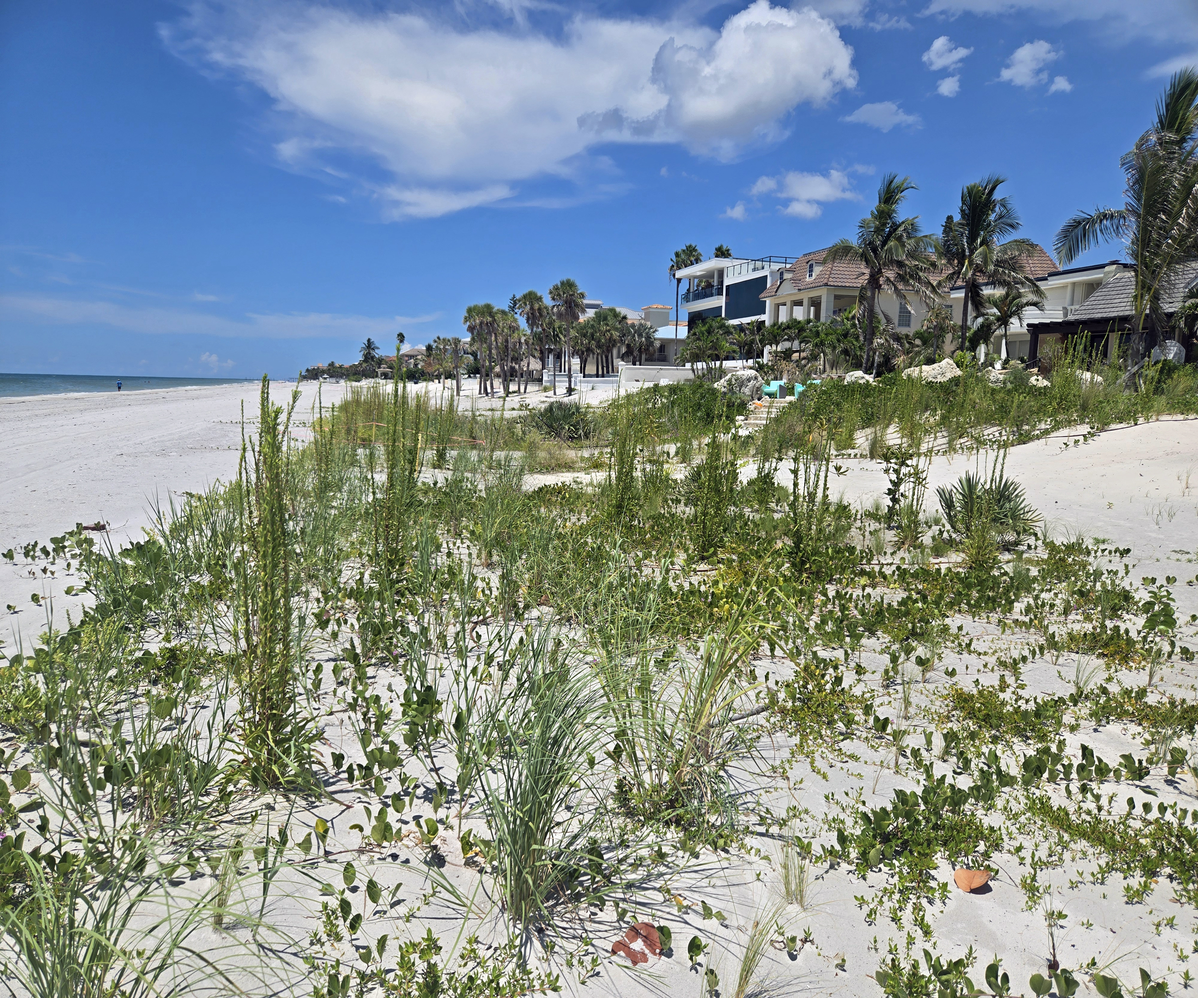 Beach dune landscape planted with grasses