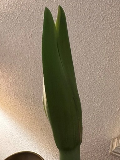 For gardeners: Bring the garden home - vibrant beauty for the dark winter days