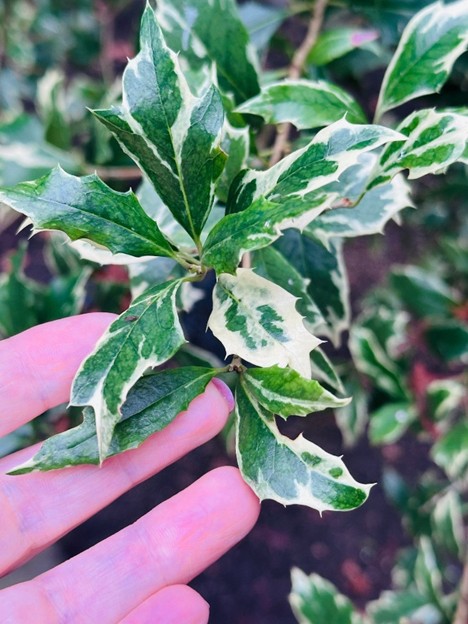 For gardeners: Bring the garden home - vibrant beauty for the dark winter days