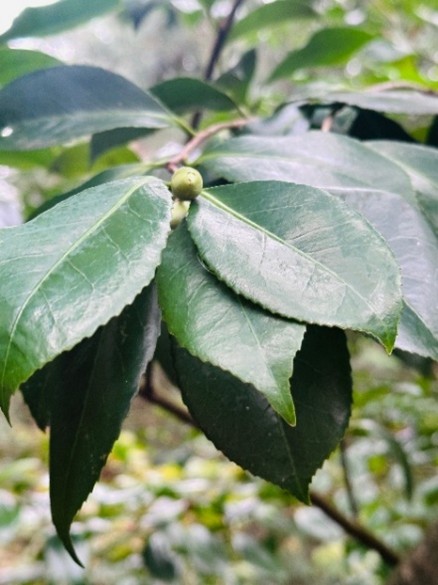 For gardeners: Bring the garden home - vibrant beauty for the dark winter days