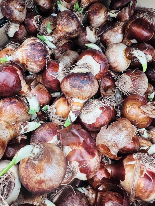 For gardeners: Bring the garden home - vibrant beauty for the dark winter days