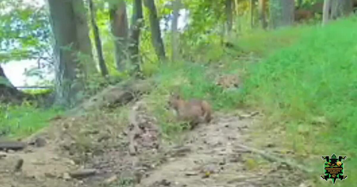 Camera captures bobcat for first time in Harford County
