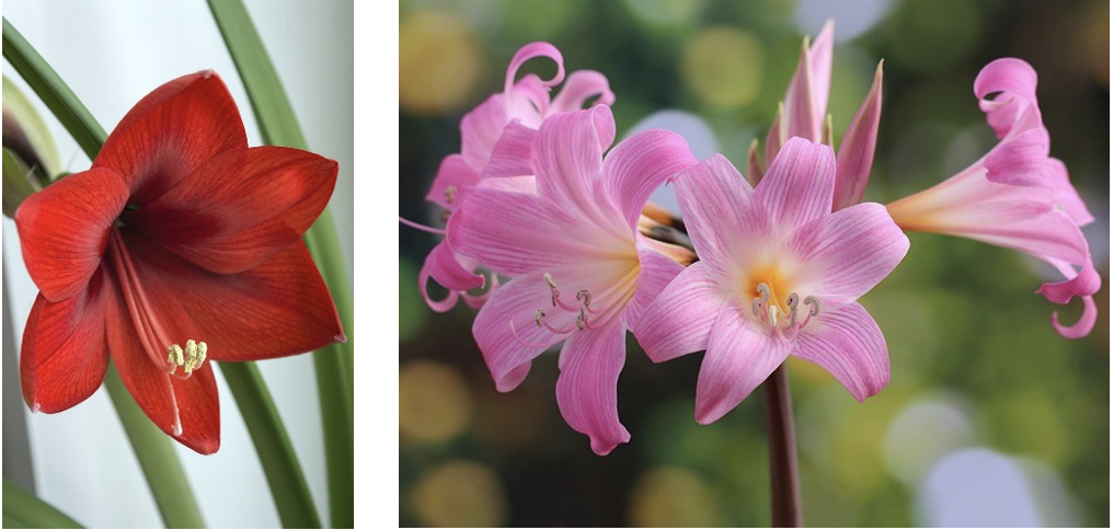 For gardeners: Bring the garden home - vibrant beauty for the dark winter days