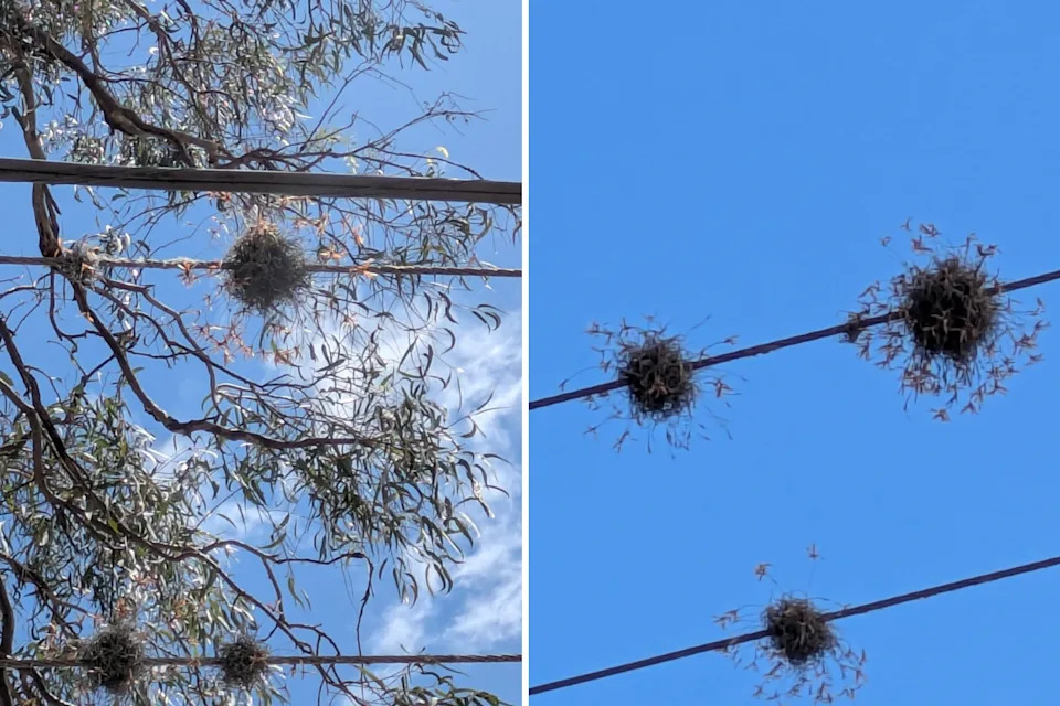 The fluffy ball moss grows on power lines in a Brisbane suburb.