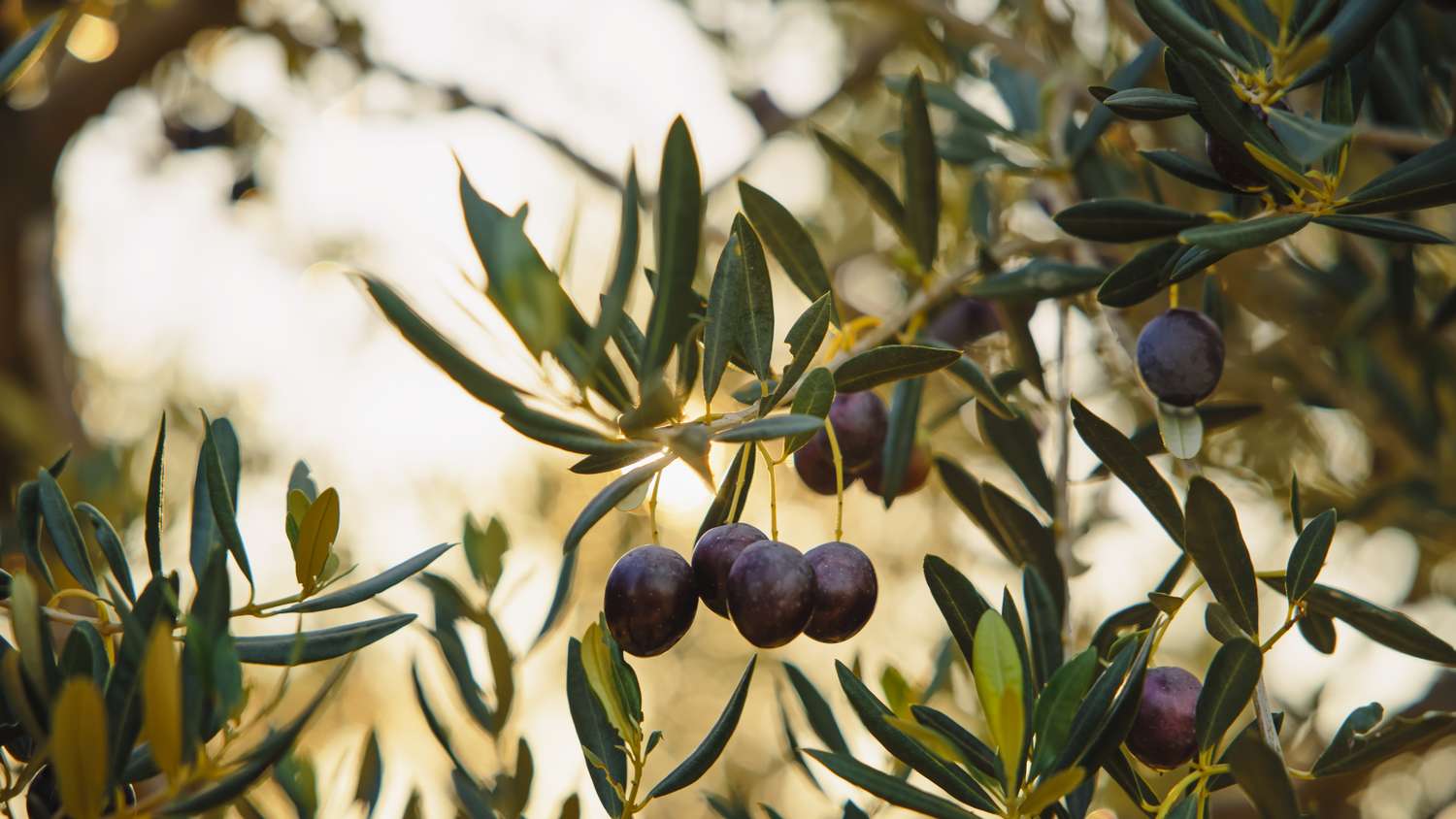 Here's how to start growing your own olive tree - indoors or outdoors