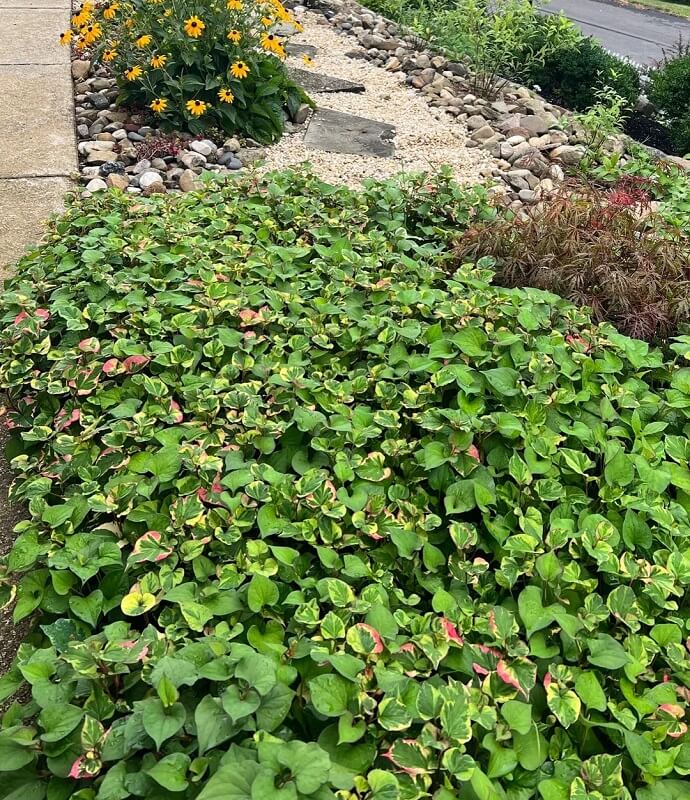 Dreaded chameleon plant; Don't let its beauty overwhelm you!