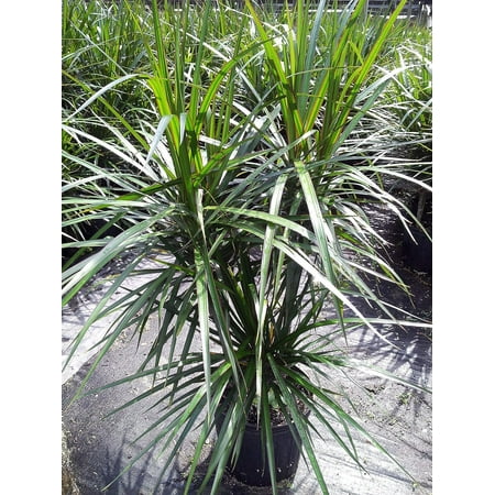 Dracaena Marginata Cane - live plant in a 10