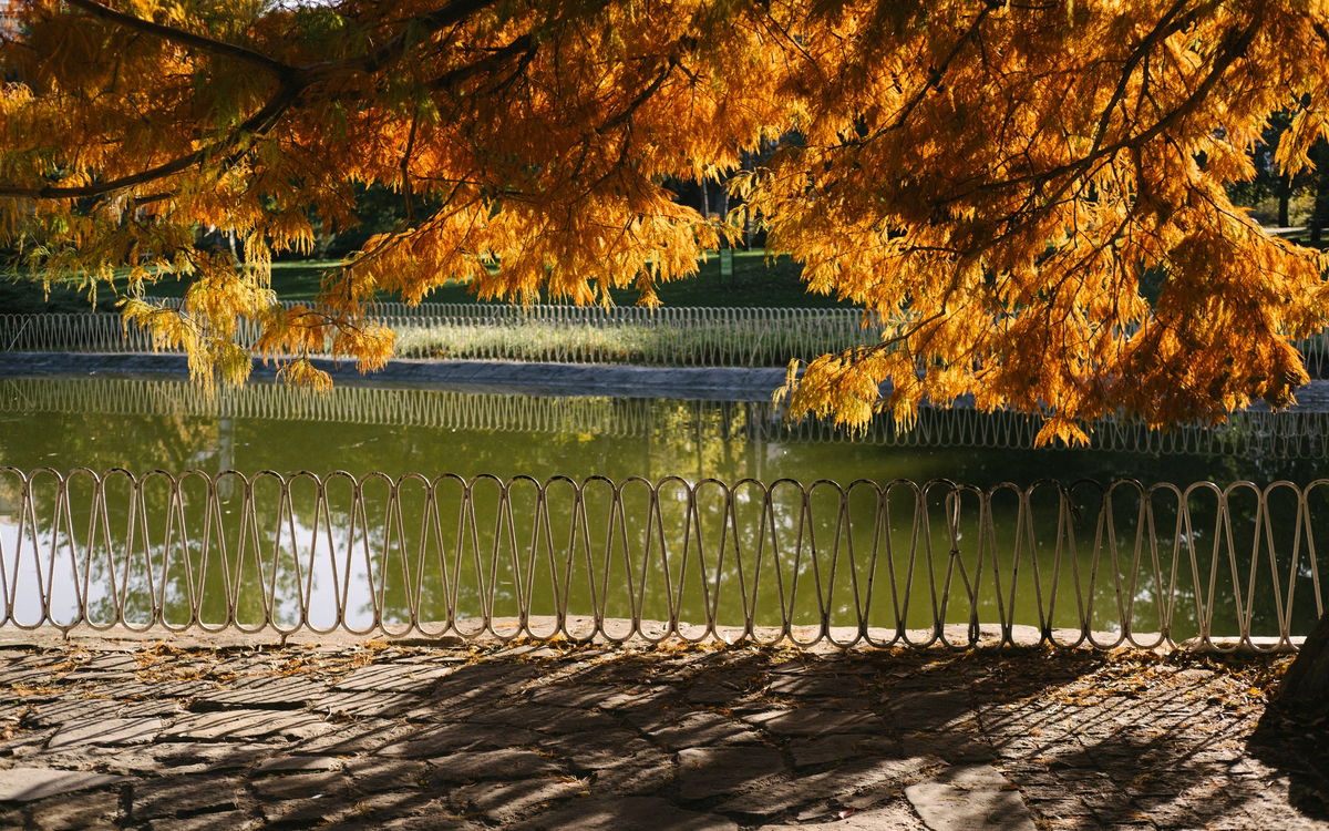 Moose fences duck pond in city park over bird flu concerns « Euro Weekly News