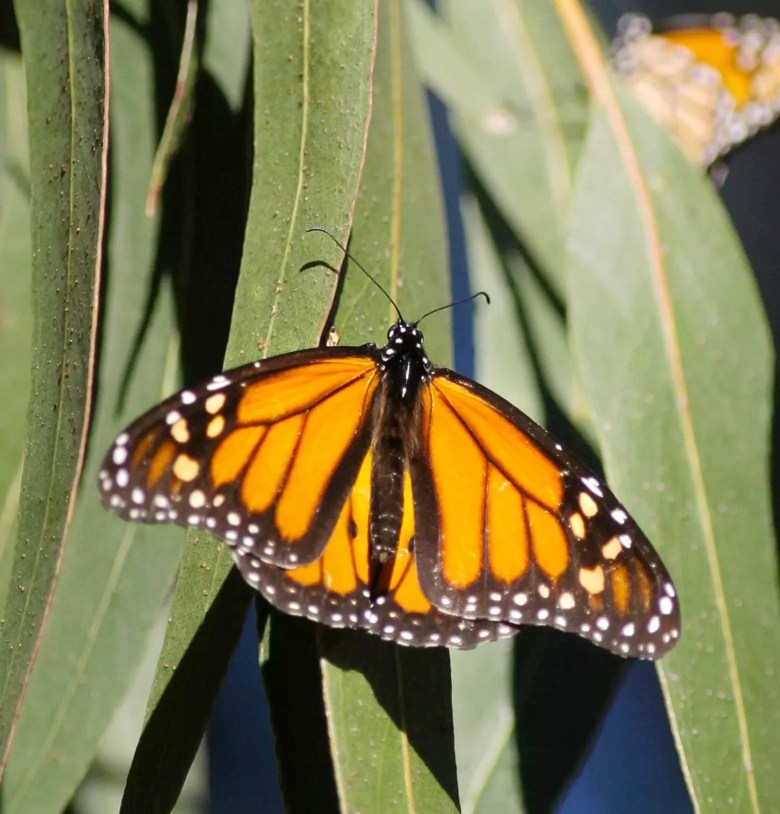 New monarch corridor in Atascadero aims to be a haven for pollinators