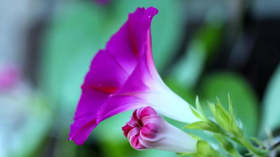 Pretty pink and white plants that belong in every garden