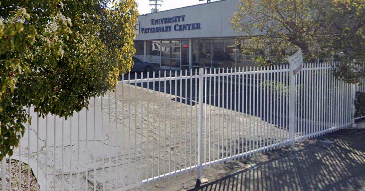 Woman accused of throwing malnourished poodle over 8-foot fence