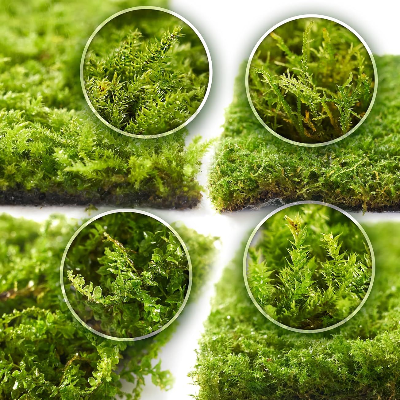 Live Moss 4-Pack (3.5 each)"x7") - Real Mixed Moss for Terrariums, Reptile Habitats, Fairy Gardens & Potted Plants - 4 Random Varieties, Easy to Revive, Natural Green Decor