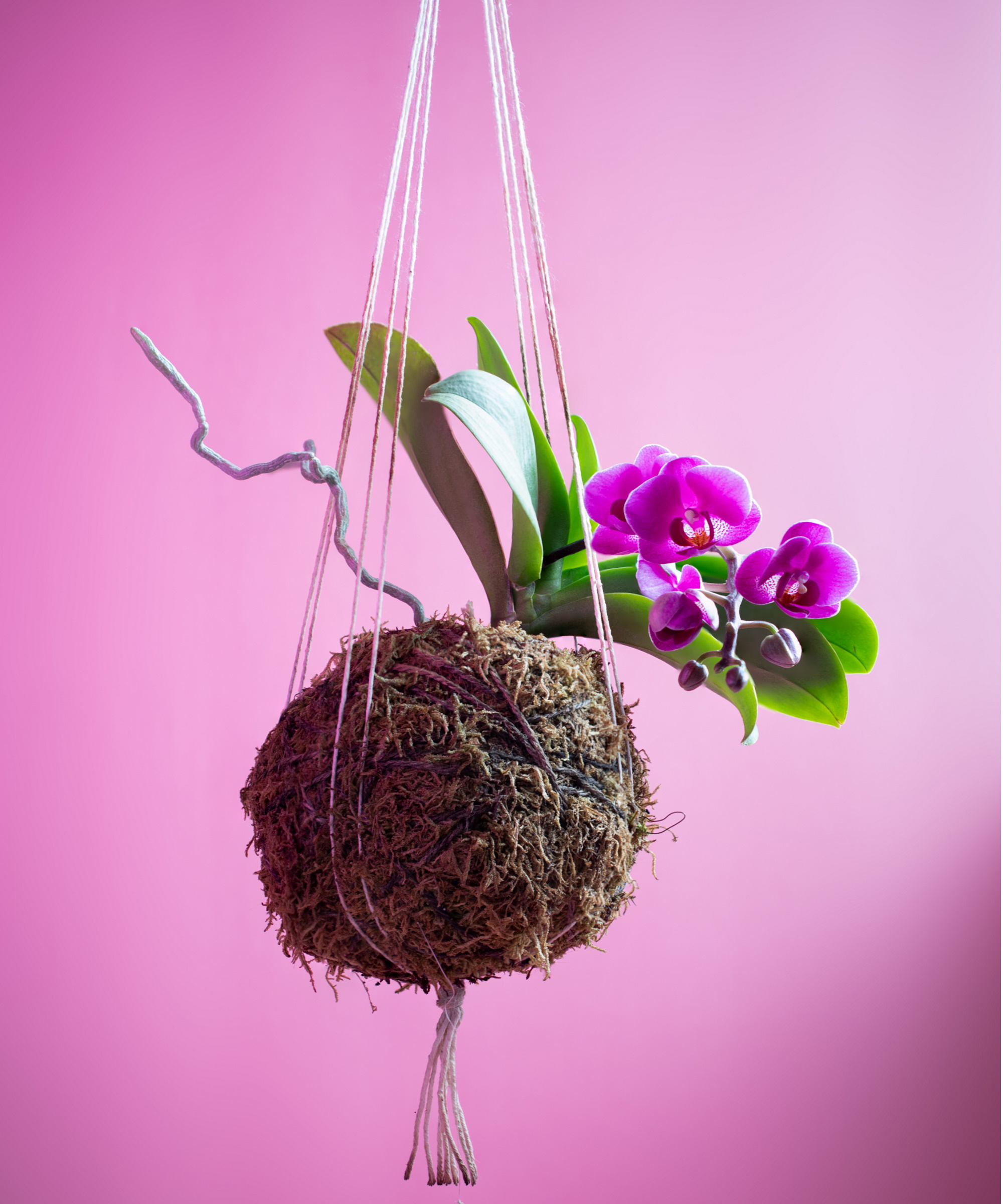 Moth orchid kokedama