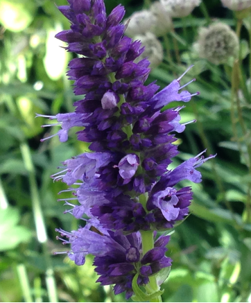 Pollinator Garden Design: A colorful floral layout for any garden