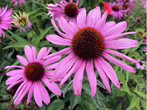 Pollinator Garden Design: A colorful floral layout for any garden